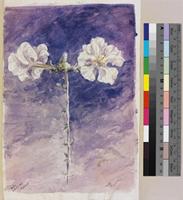 Catophractes alexandri D.Don; watercolour and pencil field sketch.