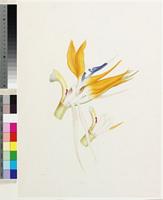 Strelitzia reginae Aiton from South Africa