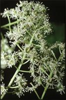 Prunus africana (Hook.f.) Kalkman from Cameroon