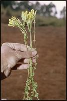Sebaea brachyphylla Griseb. from Cameroon