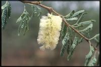 Acacia thomasii Harms from Kenya.