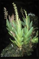 Oberonia disticha (Lam.) Schltr. from Madagascar