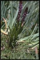 Disa aconitoides Sond. subsp. concinna (N.E.Br.) H.P.Linder