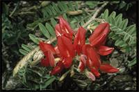 Pyranthus ambatoana (Baill.) Du Puy & Labat from Madagascar