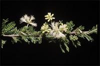 Acacia bellula Drake from Madagascar