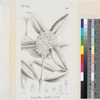 Acokanthera spectabilis Benth. published illustration from Curtis's Botanical Magazine