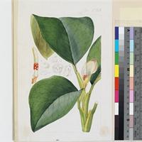 Aglaonema mannii Hook.f. original illustration from Curtis's Botanical Magazine