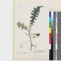 Solanum pyracanthum Dunal (β.) pedunculis calycibusque inermibus original illustration from Curtis's Botanical Magazine
