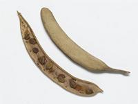 Acacia hebeclada DC.; fruit and seeds