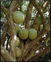 Crescentia cujete L. from Mali