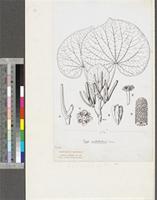 Piper umbellatum L.; original illustration from FWTA