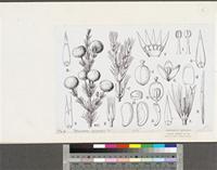 Polycarpaea linearifolia (DC.) DC.; original illustration from FWTA