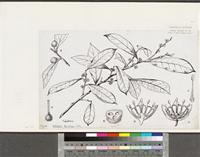 Octolepis decalepis Gilg; original illustration from FWTA