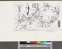 Trochomeria dalzielii Hutch.; original illustration from FWTA