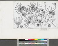 Guiera senegalensis J.F.Gmel.; original illustration from FWTA