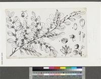 Securinega virosa (Roxb. ex Willd.) Baill.; original illustration from FWTA