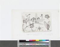Hippocratea africana (Willd.) Loes.; original illustration from FWTA