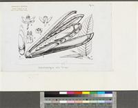 Entandrophragma utile (Dawe & Sprague) Sprague; original illustration from FWTA