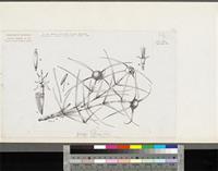 Clerodendrum thomsoniae Balf.; original illustration from FWTA
