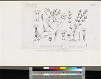 Canscora decussata (Roxb.) Roem. & Schult. and Neurotheca loeselioides (Spruce ex Progel) Baill.; original illustration from FWTA