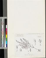 Ilysanthes gracilis Skan; original illustration from FWTA