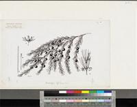 Asparagus africanus Lam.; original illustration from FWTA