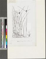 Kyllinga erecta Schumach. var. erecta; original illustration from FWTA