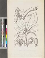 Rhizophora spp.; original illustration from FWTA