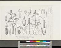 Lepidagathis alopecuroides (Vahl) R.Br. ex Griseb.; original illustration from FWTA