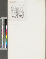 Glossocalyx longicuspis Benth.; original illustration from FWTA