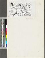 Oncoba spinosa Forssk.; original illustration from FWTA
