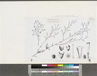 Schwenckia americana L.; original illustration from FWTA