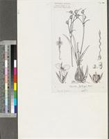 Cyanotis angusta C.B.Clarke; original illustration from FWTA