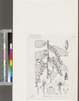 Diaphananthe bidens (Sw. ex Pers.) Schltr.; original illustration from FWTA