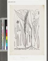 Streptogyna crinita P.Beauv.; original illustration from FWTA