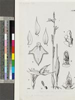 Neobolusia ciliata Summerh. original illustration from Flora Zambesiaca