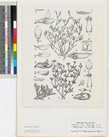 Lotononis platycarpa (Viv.) Pic.Serm. and L. laxa Eckl. & Zeyh. original illustration from Flora Zambesiaca
