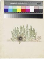 Stapelia verrucosa Masson original illustration by Francis Masson