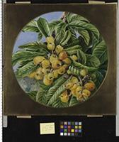 (round) Foliage and Fruit of the Loquat, or Japanese Medlar, Brazil
