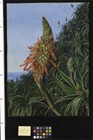 Common Aloe in Flower, Teneriffe