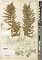 Holotype of Alsophila baroni Baker [family CYATHEACEAE]