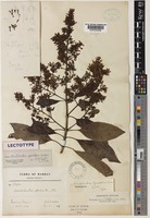 Wendlandia gamblei Cowan [family RUBIACEAE]