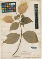 Type of Mussaenda frondosa Linn. var ingrata Hook.f. [family RUBIACEAE]