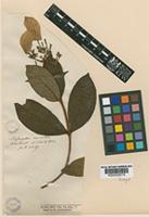 Type of Mussaenda variolosa Wall. [family RUBIACEAE]