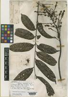 Talisia carinata Radlk. [family SAPINDACEAE]