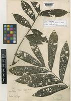 Isotype of Talisia setigera Radlk. [family SAPINDACEAE]