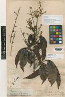 Isotype of Talisia multinervis Radlk. [family SAPINDACEAE]