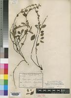 Maytenus mossambicensis (Klotzsch) Blakelock var. ambonensis (Loes.) N.Robson [family CELASTRACEAE]
