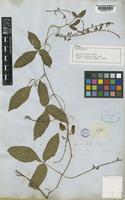 Paratype of Serjania tenuis Radlk. [family SAPINDACEAE]