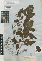 Lectotype of Serjania leptocarpa Radlk. [family SAPINDACEAE]